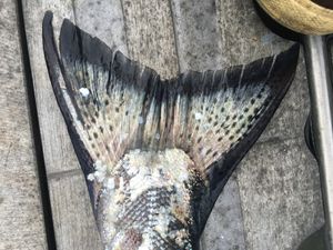 왕연어의 꼬리, 검은 반점과 은색의 독특한 조합을 보여줌