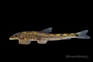 Travancoria jonesi}}