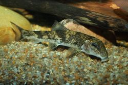 북부 돼지코빨판상어, Hypentelium nigricans