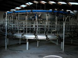 뉴질랜드 남섬의 양 기계식 착유기.