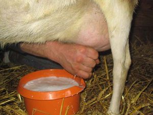 염소로부터의 착유