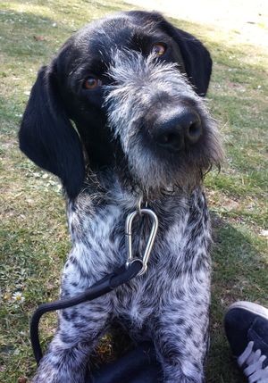 암컷 드라트하르