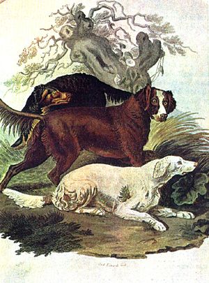 초기 세터 (시든햄 에드워즈)