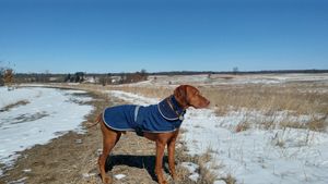 추운 기후에서 사는 비즐라는 종종 혹독한 환경으로부터 보호가 필요하다.