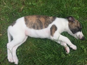 얼룩 무늬와 흰색 휘핏 강아지