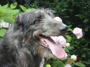 디어하운드의 머리