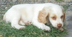 2개월 된 코커 스패니얼 강아지