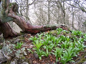  아소틴 운하의 유네스코 세계 자연 유산인 아소틴 운하(Canal de Asotín) 너도밤나무 숲.