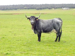  모루차 소가 캄포 차로의 데헤사에서, 구이후엘로 햄 생산지