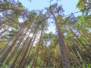 발레 데 발사인의 소나무