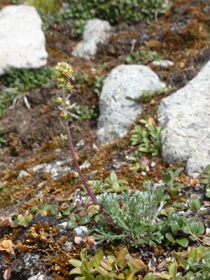 Artemisia campestris subsp. borealis는 Artemisia campestris의 생태형