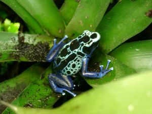염료개구리( Dendrobates tinctorius)