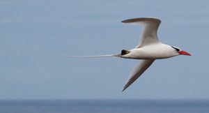 갈라파고스 제도 제노베사 섬에 있는 부리붉은 열대새