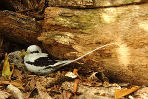 쿠쟁 섬에서 둥지를 튼 흰꼬리열대새