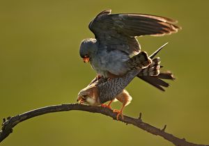 짝짓기하는 비둘기조롱이