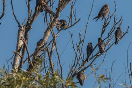 붉은발말똥가리의 군집