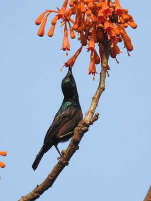 전형적인 조류 매개 화분에서 꿀을 마시는 태양새