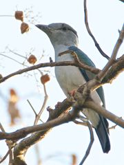 뻐꾸기파랑새는 깃털에 뚜렷한 성적 이색성을 보인다.