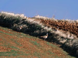 스페인의 큰느시 서식지