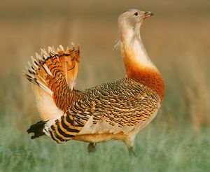 서식지 내의 성체 수컷 큰느시