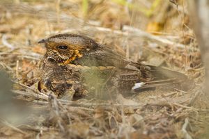 마다가스카르쏙독새는 마다가스카르와 세이셸 섬에 제한적으로 분포한다.