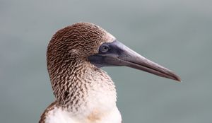 푸른발부비(Sula nebouxii)는 독특한 색상과 부리를 가지고 있다.