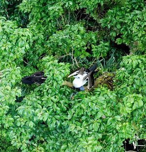애보트부비의 새끼는 날 수 있고 둥지가 있던 나무, 심지어 같은 가지에 머무른 지 여러 달이 지나도 부모로부터 먹이를 공급받는다.