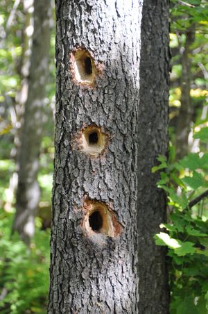 딱따구리가 낸 구멍