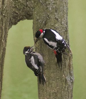 러시아에서 새끼에게 먹이를 주는 큰점박이딱따구리