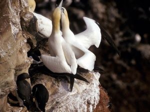 "펜싱" 또는 "빌링", 서로 인사를 나누는 제스처