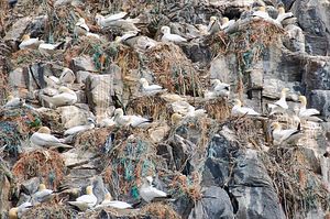 바위 틈에 둥지를 튼 모습. 이 종의 개체수는 증가하는 것으로 보인다.