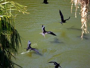 멋진 군함조가 담수를 마시고 있다