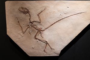 호니먼 박물관의 모형