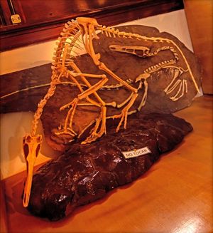 카를로스 아메기노 지방 박물관(Carlos Ameghino Provincial Museum)에서 재구성된 모식 표본 MPCA 245의 골격