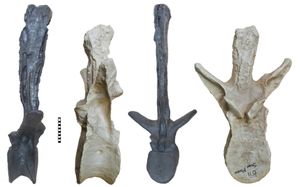 아크로칸토사우루스 (표본 Fran)와 티라노사우루스 (표본 Stan)의 11번째 등뼈 비교