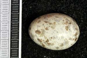 알, 비스바덴 박물관 소장품