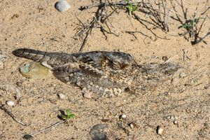 사우디 아라비아의 새끼와 함께 있는 성체