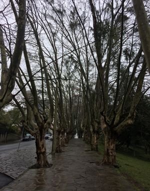 카시아스두술의 거리