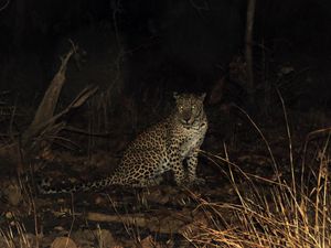 기르 국립공원에서 밤에 찍은 표범