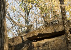마디아프라데시 주 사트푸라 호랑이 보호구역에 있는 표범 새끼