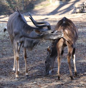 암컷을 기다리는 수컷 큰쿠두