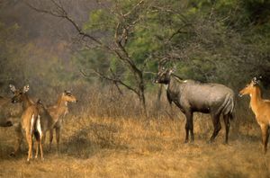 라탐보르 국립공원, 인도 라자스탄주에 있는 닐가이 무리