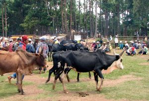 마다가스카르의 제부 시장