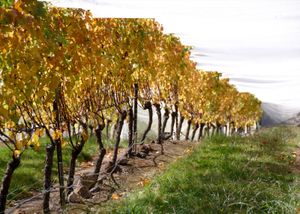 뉴질랜드 기즈번에서 자라는 세미용 포도나무