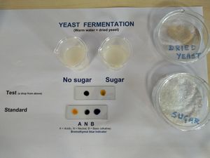 효모에 의한 수크로스 발효