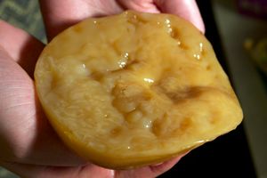 콤부차 발효에 사용되는 SCOBY