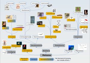 발견되지 않은 통신 단백질이 있는 흰색 사각형이 있는 세포 판넥신 트리