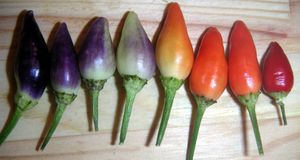뉴멕스 트와일라이트(관상용 고추의 일종, 학명: Capsicum annuum L. var. acuminatum)