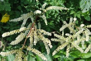 Aruncus aesthusifolius