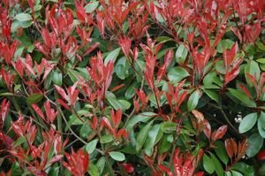 새 잎의 붉은색이 광택이 있는 녹색의 오래된 잎과 대조를 이루는 Photinia × fraseri